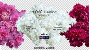 Videohive Peony Logo Stings template preview