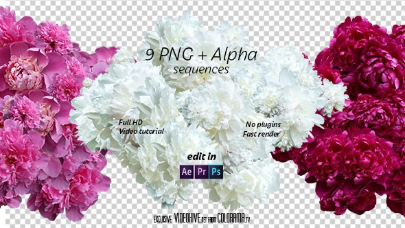 Videohive Peony Logo Stings template preview
