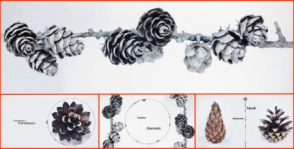 Videohive Clean Organic Titles Titles template preview