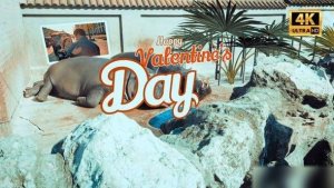 Videohive Hippo Valentines Day Openers template preview