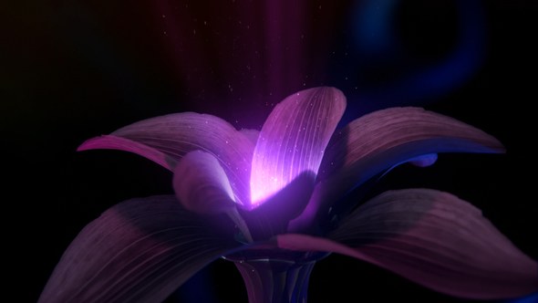 Videohive Mysticical Flower Logo Logo Stings template preview
