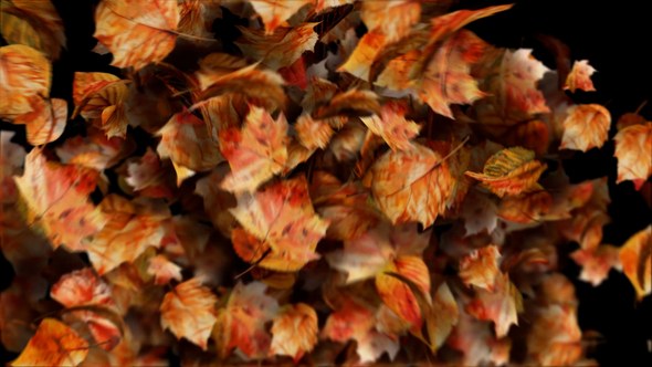 Videohive Autumn leaves motion path particles. Particular 6 Required! Openers template preview