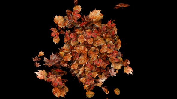 Videohive Autumn Leaves Particles Burst no Plugins Elements template preview