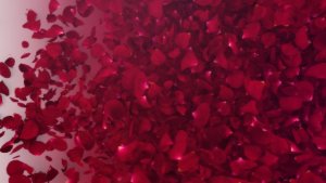 Videohive Petals Logo Reveal III Logo Stings template preview