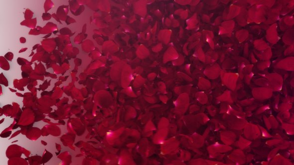 Videohive Petals Logo Reveal III Logo Stings template preview