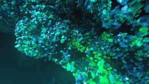 Videohive Underwater Rocks Logo Stings template preview