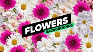 Videohive Flowers Backgrounds Elements template preview