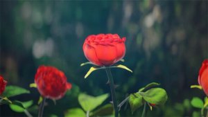 Videohive Red Rose Logo Reveal Logo Stings template preview