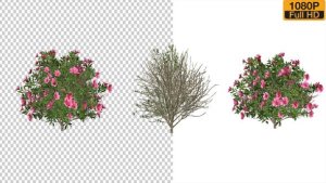 Videohive Azalea Flower Growing Animation with Wind Elements template preview