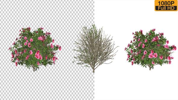 Videohive Azalea Flower Growing Animation with Wind Elements template preview