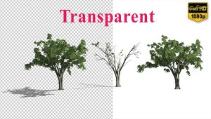 Videohive Realistic Tree Animation Elements template preview