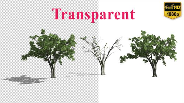 Videohive Realistic Tree Animation Elements template preview