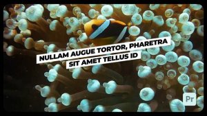 Typography 1.5 | Premiere Pro Premiere Pro template preview