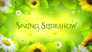 Videohive Spring Slideshow Video Displays template preview