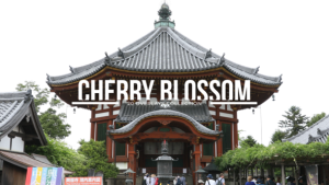 20 Cherry Blossom Overlays | Premiere Pro Premiere Pro template preview