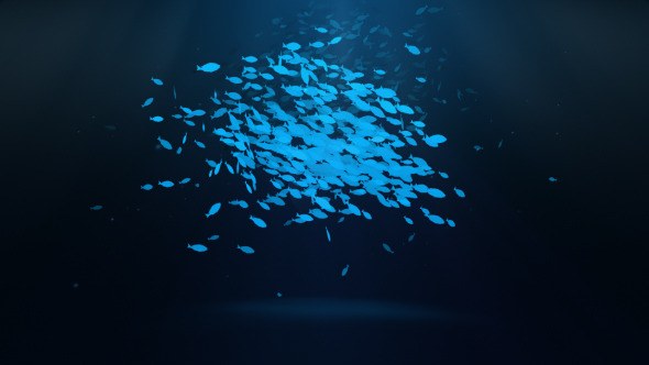 Videohive School Of Fish Logo Reveal Logo Stings template preview