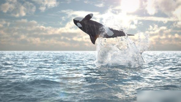 Videohive Jumping Whale Logo Reveal Openers template preview