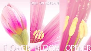 Videohive Flower Bloom Logo Logo Stings template preview