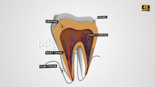 Videohive Tooth Anatomy Reveal Openers template preview