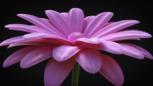 Flower - Elegant Logo Reveal Video Displays template preview