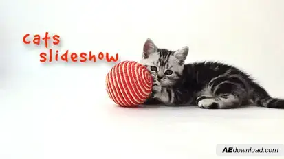 Cats Slideshow Video Displays template preview