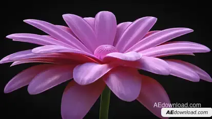 Flower - Elegant Logo Reveal Video Displays template preview