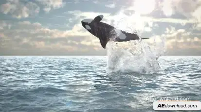 Jumping Whale Logo Reveal Openers template preview