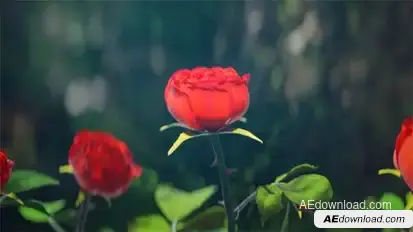 Red Rose Logo Reveal Logo Stings template preview